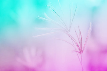 grass flower with colorful  background,abstract spring nature wallpaper background
