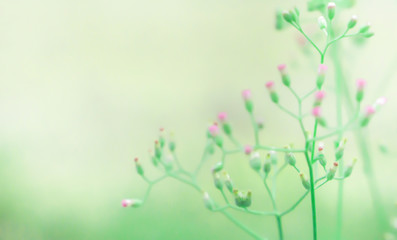 little pink grass flower blooming spring nature background