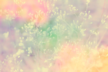 Obraz na płótnie Canvas grass flower blooming with colorful filter effect, fresh spring nature wallpaper abstract background
