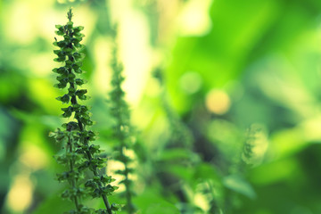 Soft focus green  grass flower blooming spring nature wallpaper   background