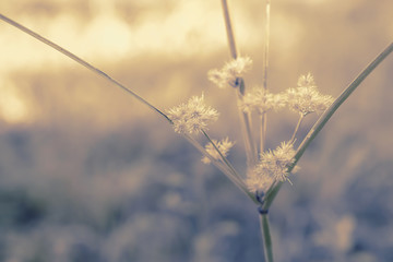grass flower blooming  spring nature wallpaper background