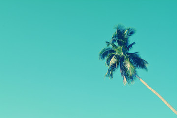 blue sky and coconut tree  spring,summer nature wallpaper  background