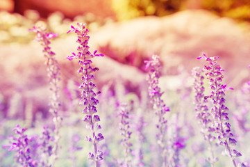 Fototapeta premium purple spring flowers nature wallpaper background