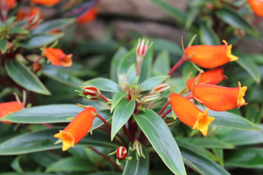 鮮やかなオレンジ色の花