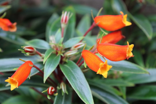 鮮やかなオレンジ色の花