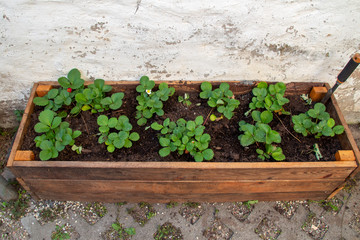 Erdbeerpflanzen im Holzkasten