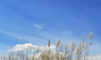 Fototapeta premium grass and sky