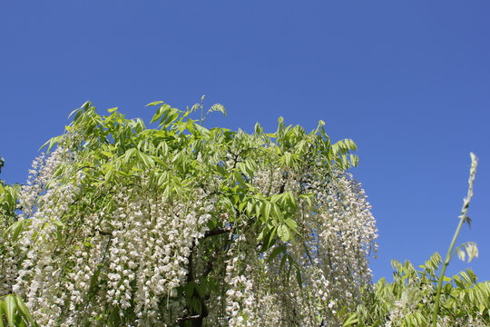藤の花と空