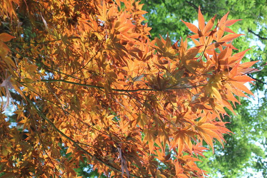 鮮やかな紅葉