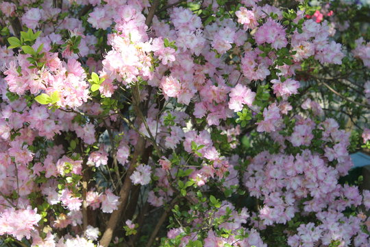 桃色の可憐な花