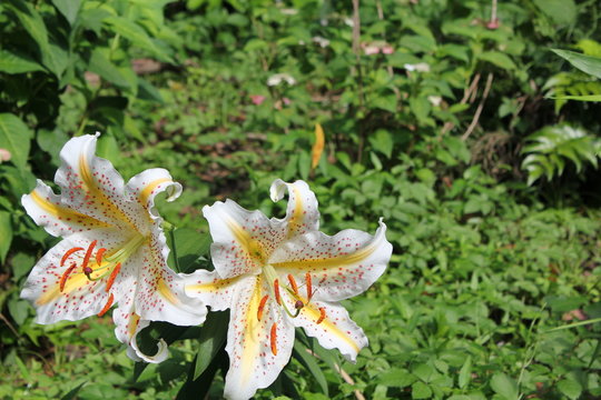 白いユリの花