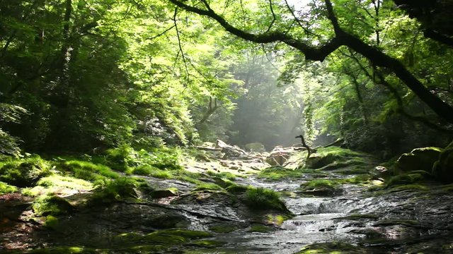 新緑の菊池渓谷
