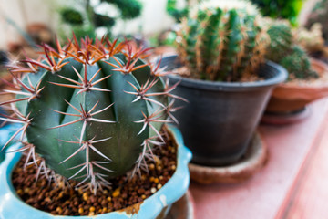 Small Barrel cactus, round cactus, in planting pots in home garden area. Close up. 