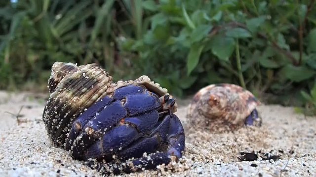 Amami Oshima, Japan - A Hermit Crab at Tomori Beach at Amami Oshima, Kagoshima, Japan