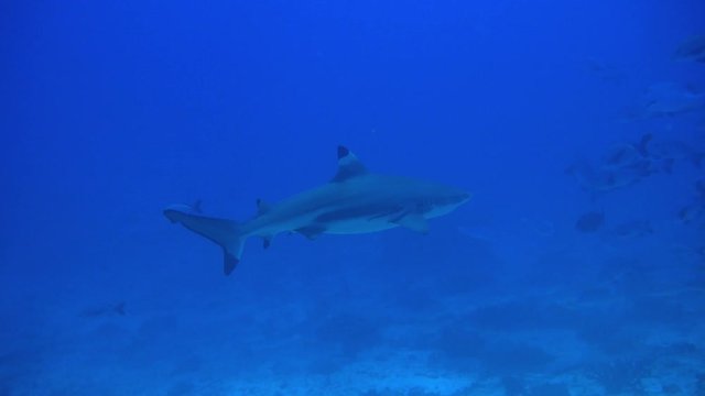 Reef shark past from left to right.