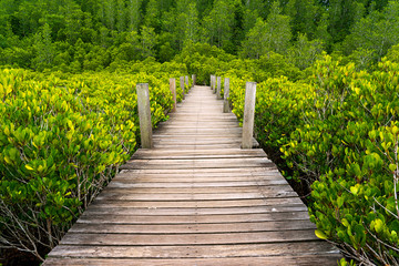 Wooden bridge in golden mangrove field in Thailand