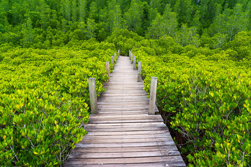 Fototapeta na wymiar Small wooden bridge in golden mangrove field in Thailand