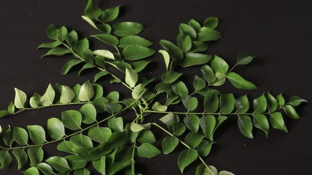 Bunch of curry leaves and power  over black background
