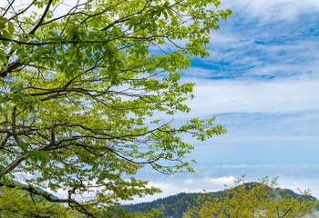 Scenery of the mountainside of Mount Emei, Sichuan Province, China