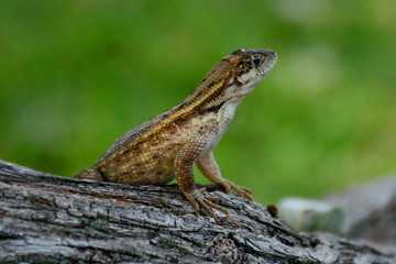 Brown Lizard With Beautifull Green Background