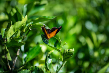 Orange and black butterfly. A beautiful butterfly that has orange wings with black details, sitting on a leaf. 