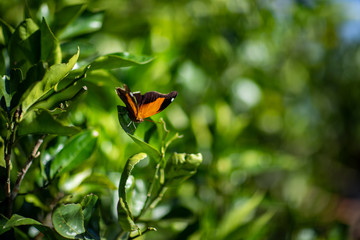 Orange and black butterfly. A beautiful butterfly that has orange wings with black details, sitting on a leaf. 