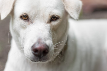 Obraz na płótnie Canvas Close up of White dog looking