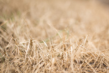 Selective focus of Dry meadow close up