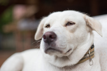 Close up of White dog looking