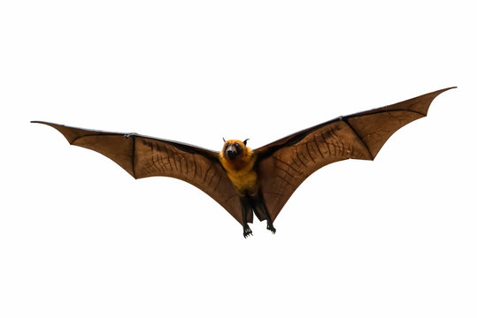 fruit bat flying  on a white background 