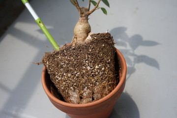 ガジュマルの根鉢