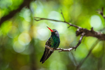 Hummingbird