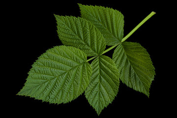 Fototapeta na wymiar Raspberry leaf on black