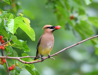 cedar waxwing bird eating mulberry fruit on the tree