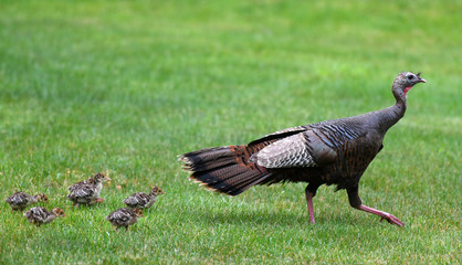 a flock of young chick follow mother turkey on the meadow - obrazy, fototapety, plakaty