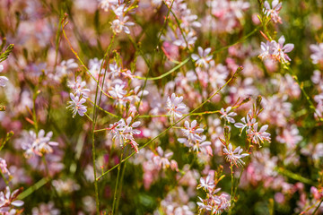 Wildflowers in Arizona