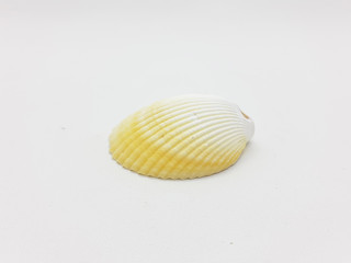 Various Beautiful and Colorful Beach Objects Small Unique Sea Shell in White Isolated Background