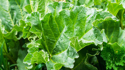 Plant rhubarb with large green leaves in the garden bed. Summer harvest.