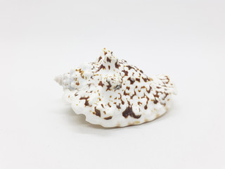 Various Beautiful and Colorful Beach Objects Small Unique Sea Shell in White Isolated Background