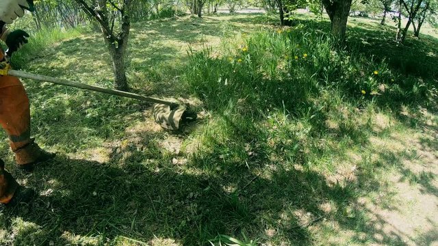 Man trimming grass in park with a lawn trimmer