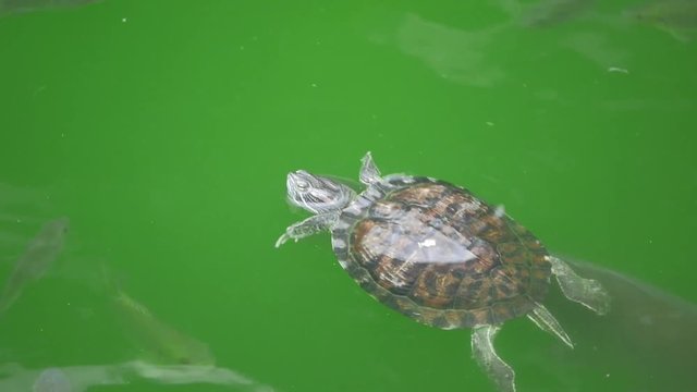Turtle floating on green water with koi fish swimming under it.