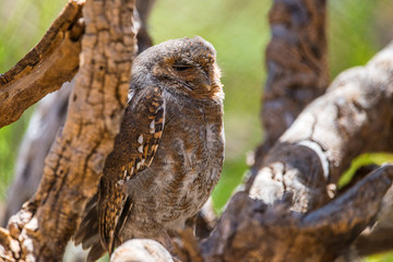 Elf Owl in the desert