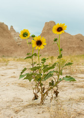 Yellow Flowers in Badlands National Park