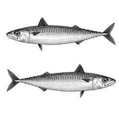 Atlantic Mackerel in a vintage style isolated on white background