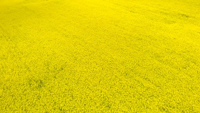 Huge canola yellow flower field