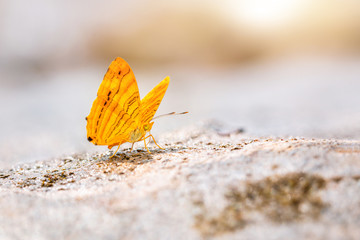 Butterflies are suck minerals from the ground.