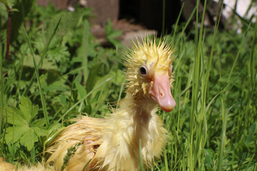 Cute wet little yellow gosling walking among the grass alone