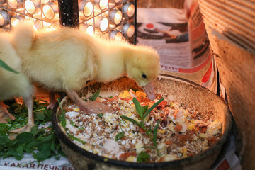 Cute yellow fluffy goose babies having their morning breakfast in the cage: egg, grass, millet grain