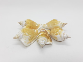 Various Beautiful and Colorful Beach Objects Small Unique Sea Shell in White Isolated Background