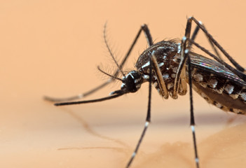 Macro Photo of Yellow Fever Mosquito Isolated on Orange Background